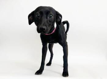 FLO -  Terrier Dog for Adoption in Brentwood, Missouri - FLO | PetCurious