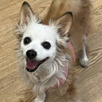 Bibi 14300 -  Spaniel Dog for Adoption in San Francisco, California - Bibi 14300 | PetCurious