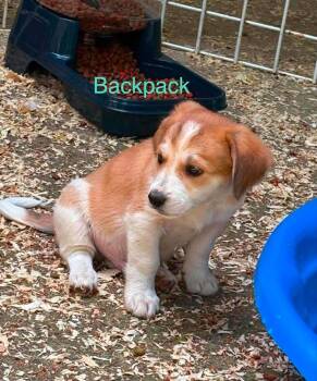 Backpack -  Labrador Retriever and Great Pyrenees Dog for Adoption in Vancouver, Washington - Backpack | PetCurious