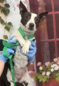 Rat Terrier Dogs Available for Adoption in San Bernardino, California - CHIQUITA | PetCurious