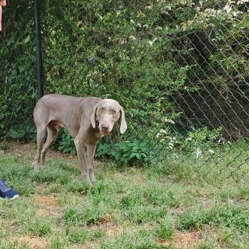 Weimaraner Dogs Available for Adoption - Finn | PetCurious