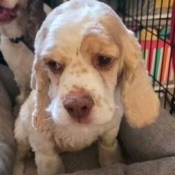 Milo IL 26117 -  Cocker Spaniel Dog for Adoption in Parker, Colorado - Milo IL 26117 | PetCurious