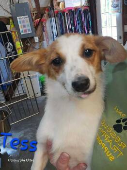 Corgi and Mixed Breed Dogs Available for Adoption in Warrenton, Missouri - LH  Tess Aka Spicy | PetCurious