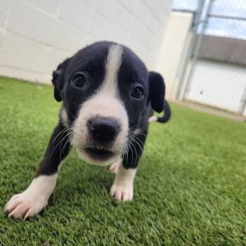 Oreo Swirl 0180 -  Mixed Breed Dog for Adoption in Loxahatchee Groves, Florida - Oreo Swirl 0180 | PetCurious