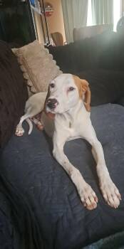 Coonhound Dogs Available for Adoption in Grand Rapids, Michigan - Kate | PetCurious