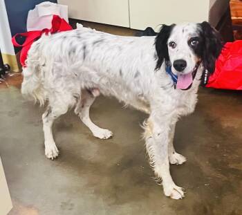 Edwick -  English Setter Dog for Adoption in Council Bluffs, Iowa - Edwick | PetCurious