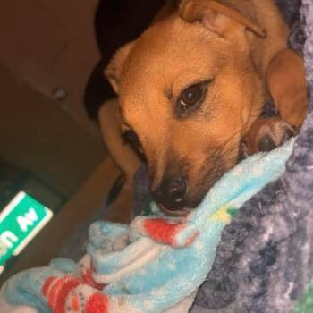 Rescue Mixed Breed Dogs for Adoption in Myrtle Beach, South Carolina - Kodi | PetCurious