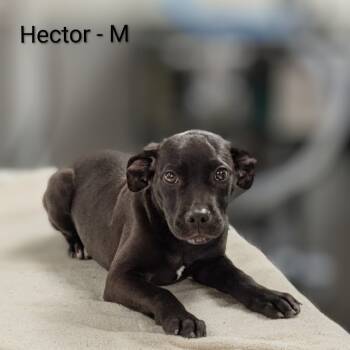 Rescue Labrador Retriever and Pit Bull Terrier Dogs for Adoption in Griswold, Connecticut - Hector | PetCurious