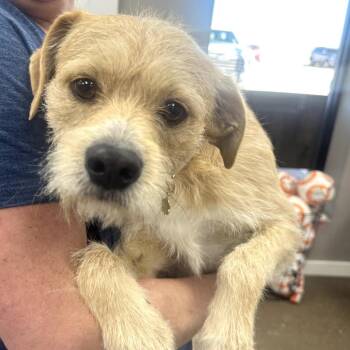 Wirehaired Terrier Dogs Available for Adoption - Miles | PetCurious