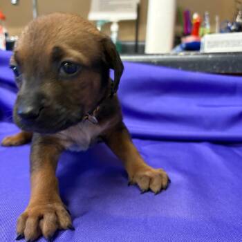 Mixed Breed Dogs Available for Adoption - Taissa | PetCurious