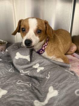 Peachy pie -  Chiweenie Dog for Adoption in Lexington, Kentucky - Peachy Pie | PetCurious