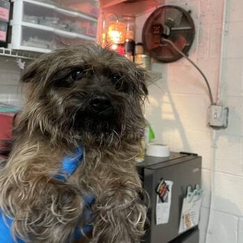 Yorkshire Terrier Dogs Available for Adoption in Edinburg, Texas - Han Solo | PetCurious