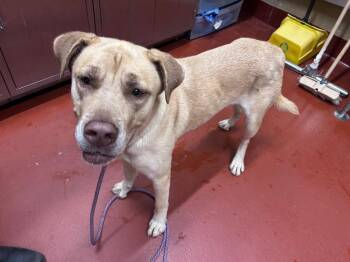 Lainey -  Mixed Breed Dog for Adoption in Douglasville, Georgia - Lainey | PetCurious