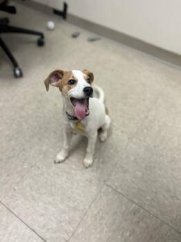 Myrtle -  Mixed Breed Dog for Adoption in Hamilton, Ohio - Myrtle | PetCurious