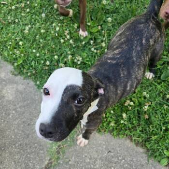 Baby Spice -  Pit Bull Terrier Dog for Adoption in Waldorf, Maryland - Baby Spice | PetCurious