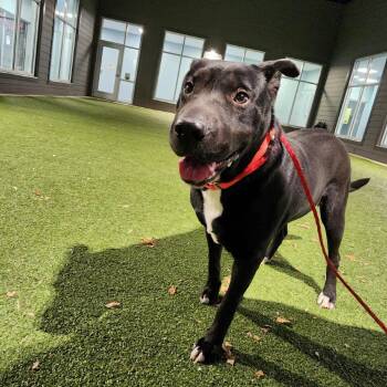 Rescue Shar Pei Dogs for Adoption in Greensboro, North Carolina - Sharpie (Midnight) | PetCurious