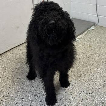 Wonder Woman -  Poodle and Mixed Breed Dog for Adoption in Hattiesburg, Mississippi - Wonder Woman | PetCurious