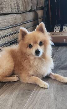 Rescue Pomeranian Dogs for Adoption in Placentia, California - Chartreuse | PetCurious