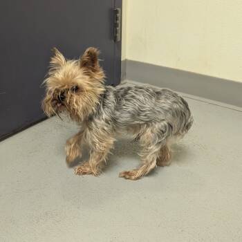 Rescue Yorkshire Terrier Dogs for Adoption in Charlottesville, Virginia - Prince | PetCurious