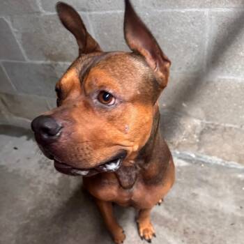 Rocky -  Terrier Dog for Adoption in Clearwater, Florida - Rocky | PetCurious