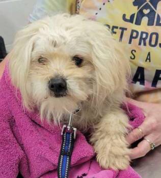 Tully -  Terrier and Mixed Breed Dog for Adoption in Kansas City, Missouri - Tully | PetCurious