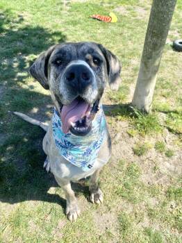 Bambi - ADOPTABLE -  Great Dane Dog for Adoption in Chilliwack, British Columbia - Bambi - ADOPTABLE | PetCurious