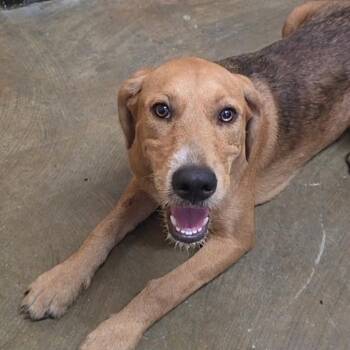 Honey -  Mixed Breed Dog for Adoption in Corinth, Mississippi - Honey | PetCurious