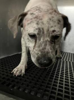 Mixed Breed Dogs Available for Adoption - SPOT | PetCurious