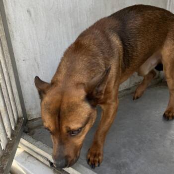 Shepherd and Terrier Dogs Available for Adoption in Edinburg, Texas - Adolfo | PetCurious