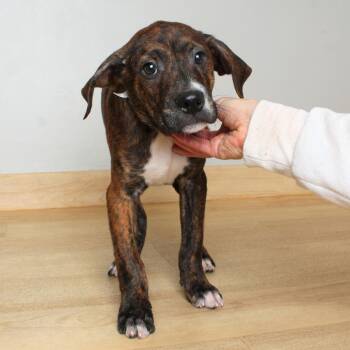 Boxer and Mixed Breed Dogs Available for Adoption in Minnetonka, Minnesota - Baron D69246 | PetCurious