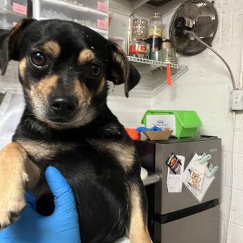 Buford -  Chihuahua Dog for Adoption in Edinburg, Texas - Buford | PetCurious