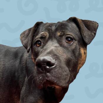 Persimmon -  Shepherd and Mixed Breed Dog for Adoption in Reno, Nevada - Persimmon | PetCurious