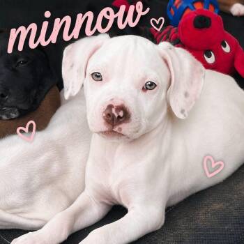 Minnow “Minni” (Riverbank Litter) -  American Bulldog and American Staffordshire Terrier Dog for Adoption in Gillsville, Georgia - Minnow “Minni” (Riverbank Litter) | PetCurious
