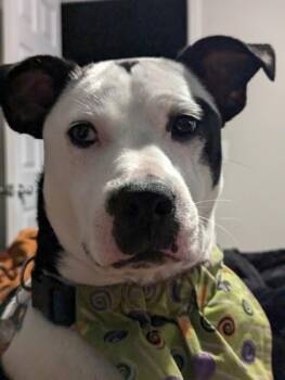 Uno -  Mixed Breed Dog for Adoption in Savannah, Georgia - Uno | PetCurious