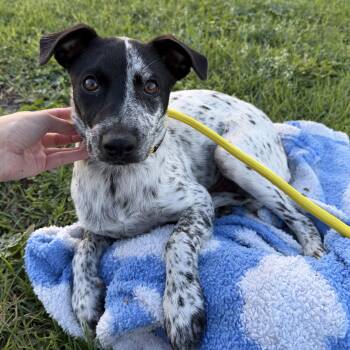 Remmie -  Australian Cattle Dog Blue Heeler and Chihuahua Dog for Adoption in Harlingen, Texas - Remmie | PetCurious