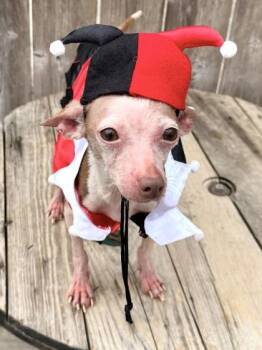Chihuahua and Mixed Breed Dogs Available for Adoption in New Orleans, Louisiana - Freddy Kruger | PetCurious