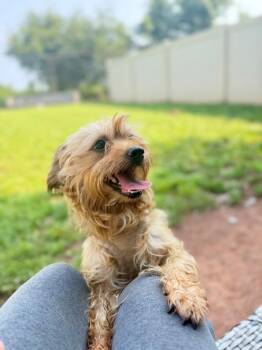 Michael -  Yorkshire Terrier Dog for Adoption in Montgomery, New Jersey - Michael | PetCurious