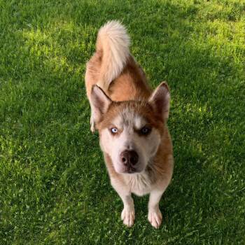 Husky Dogs Available for Adoption in Hearne, Texas - HAND-Stray-7 | PetCurious