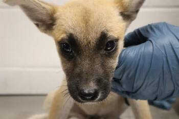 AZALEA -  Mixed Breed Dog for Adoption in Columbia, South Carolina - AZALEA | PetCurious