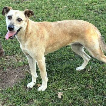 Cocoa -  Labrador Retriever and Mixed Breed Dog for Adoption in Pelham, New Hampshire - Cocoa | PetCurious