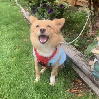Roxy -  Mixed Breed Dog for Adoption in Richmond, British Columbia - Roxy | PetCurious