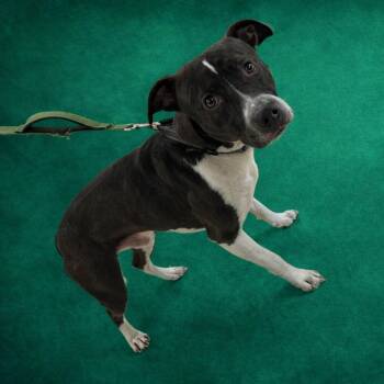 Mixed Breed Dogs Available for Adoption - Rango | PetCurious