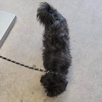 Oreo -  Mixed Breed Dog for Adoption in Las Cruces, New Mexico - Oreo | PetCurious