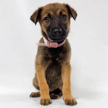 970 (2026) -  Anatolian Shepherd and Mixed Breed Dog for Adoption in Parker, Colorado - 970 (2026) | PetCurious