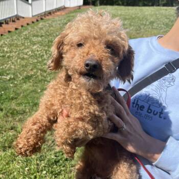 Dandy -  Poodle Dog for Adoption in Nashville, Tennessee - Dandy | PetCurious