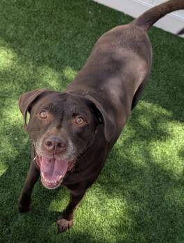 Griffin -  Chocolate Labrador Retriever and Labrador Retriever Dog for Adoption in North Olmsted, Ohio - Griffin | PetCurious
