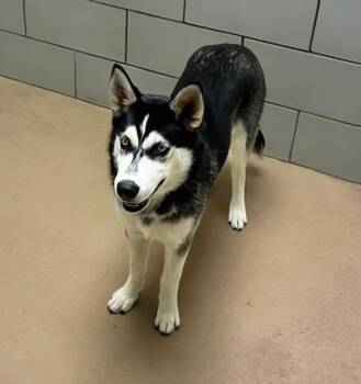 Lela -  Mixed Breed Dog for Adoption in Nashville, Tennessee - Lela | PetCurious