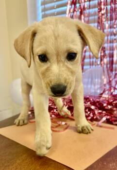 Carl -  Labrador Retriever and Feist Dog for Adoption in Gallatin, Tennessee - Carl | PetCurious