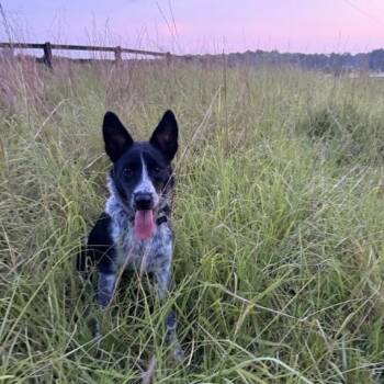 Everly -  Australian Cattle Dog Blue Heeler Dog for Adoption in Manassas, Virginia - Everly | PetCurious