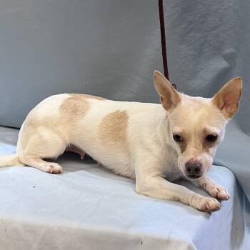Snowball -  Chihuahua Dog for Adoption in Maynardville, Tennessee - Snowball | PetCurious